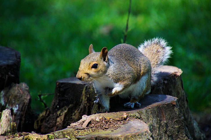 tilt-shift photography of squirrel