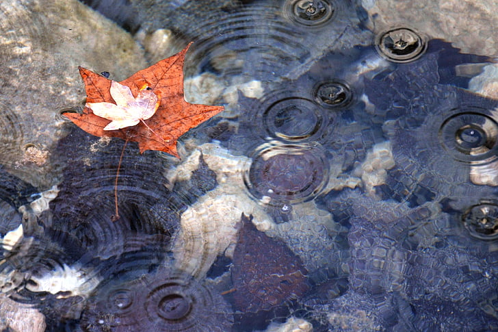 photo of brown maple leaf on body of water