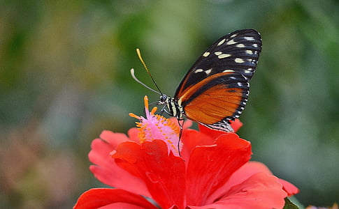 orange and black butterfly perching on red petaled flower selective focus photography