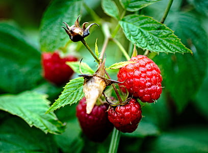 close-up photo of raspberries