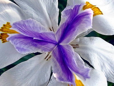 white and purple iris closeup photography