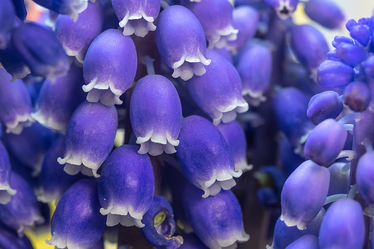 closeup photo of grape hyacinth flowers