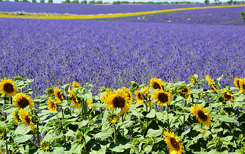 bloom sunflower plantation photograph