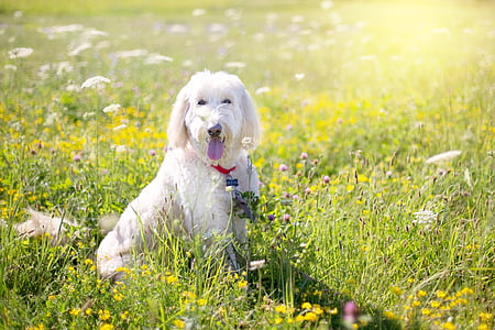 long-coated white dog sits on flower field at daytime