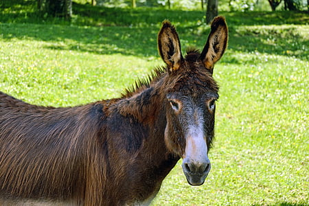 photo of brown and white donkey