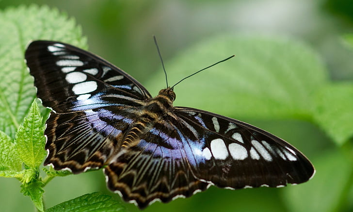 photo of black and white butterfly