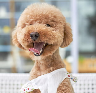 adult tan toy poodle with white costume on selective focus photo