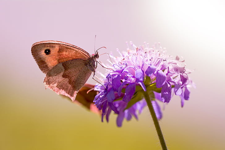 focused photo of brown butterfly on top of purple flower
