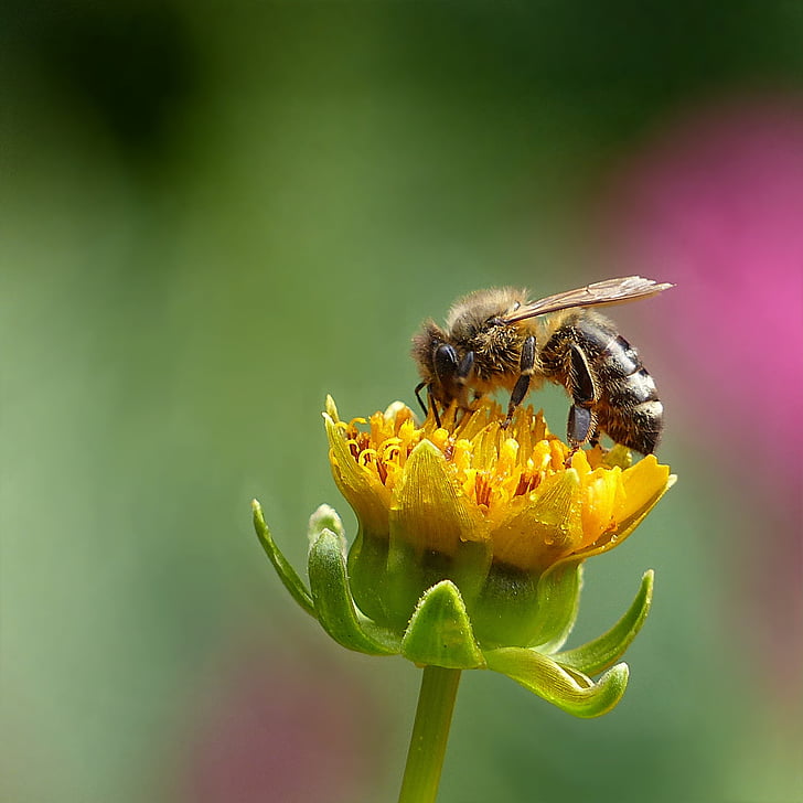 honey bee perching on yellow flower in close-up photography