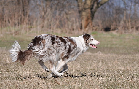 white, brown, and gray dog
