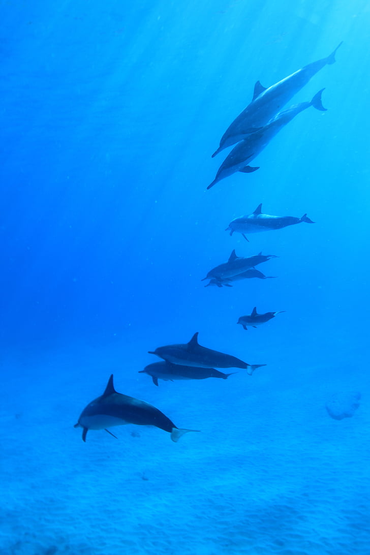 dolphins on body of water