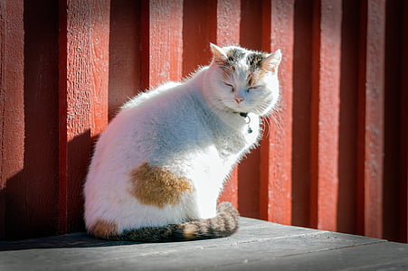 selective focus photography of white and orange tabby cat