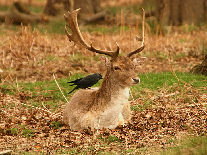 selective focus photography of crow perched on deer back