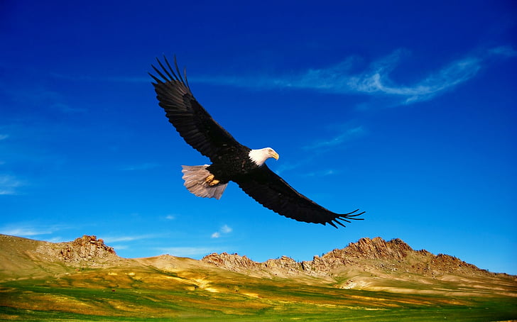 flying bald eagle during daytime