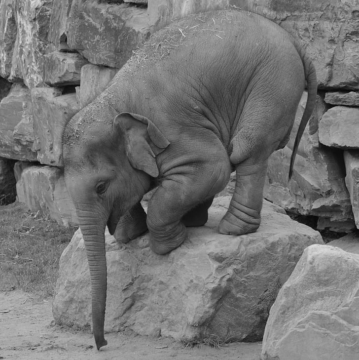greyscale photography of baby elephant on rock