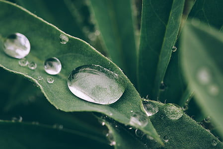 macro shot photography of water droplets on green leafed plant