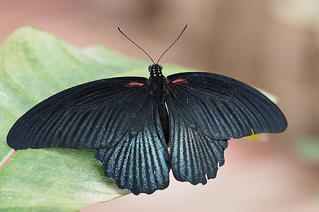 black butterfly on top green leaf