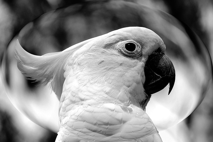 grayscale photography of cockatoo