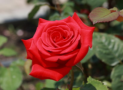 closeup photo of red rose flowers