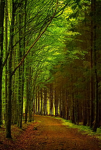 brown pathway between green leafed trees