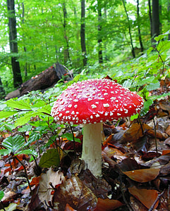 red and beige mushroom on forest