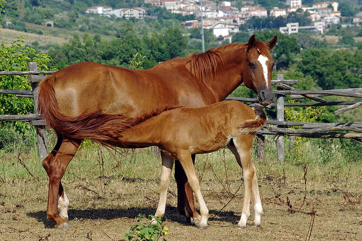 brown horse and baby feeding