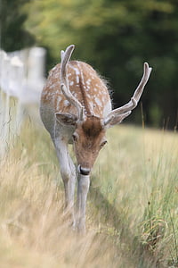 brown deer standing on green grass during daytime