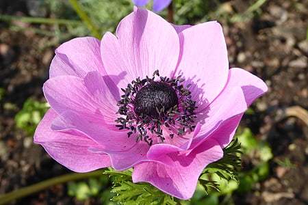 pink anemone flower macro photography