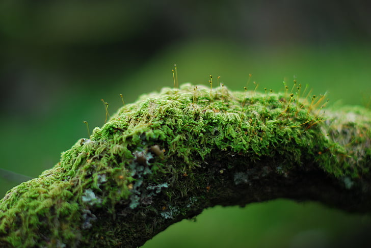 moss on brown log