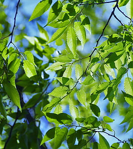 mint leaves of tree