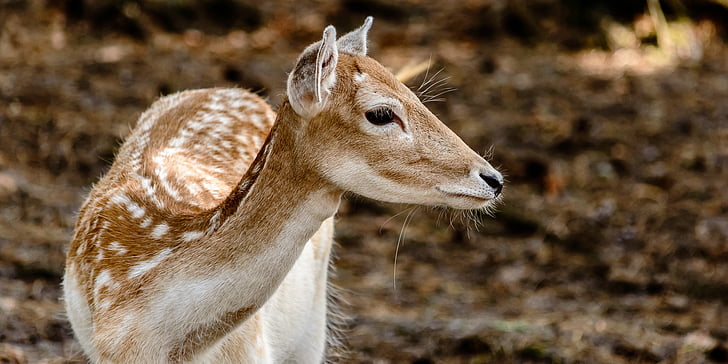 close-up photo of brown and white deer