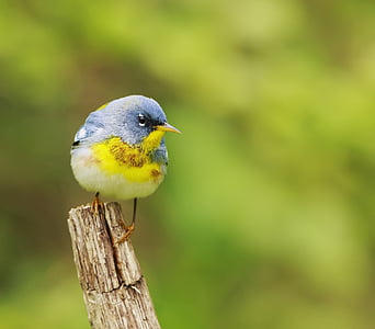blue and yellow bird on wooden stand