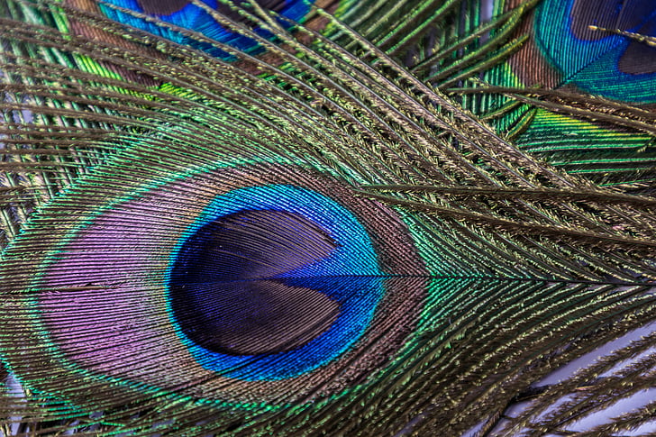 green, black, and blue peafowl feathers