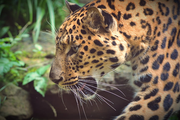 closeup photography of leopard