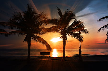 silhouette photography of palm trees on seashore