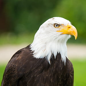 selective focus photography of white and black bald eagle