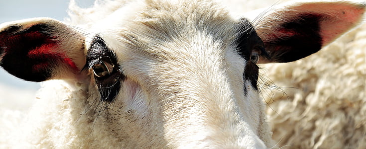 close up photo of white goat