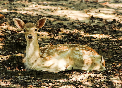 kangaroo laying on soil