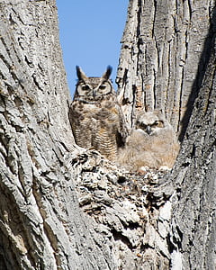 two brown owl on brown tree