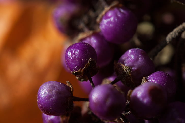 closeup photo of purple fruit