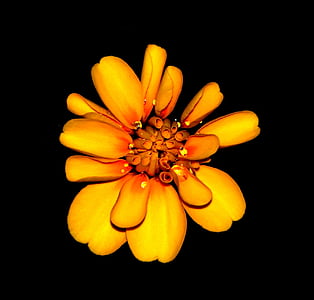 micro photography of yellow flower