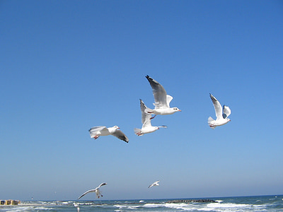 flock of seagulls flying over body of water during daytime