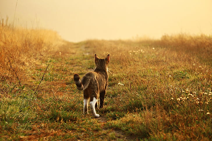 grey and white cat walking on green grass