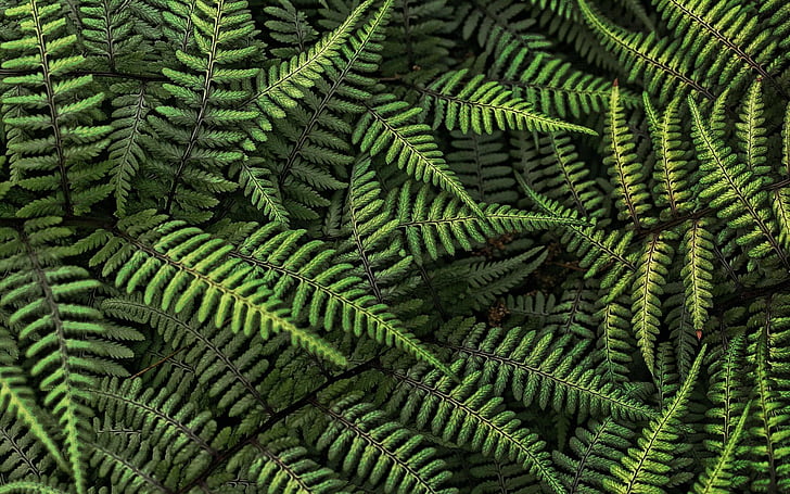 green Boston fern
