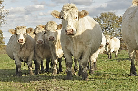 herd of cow standing on grass
