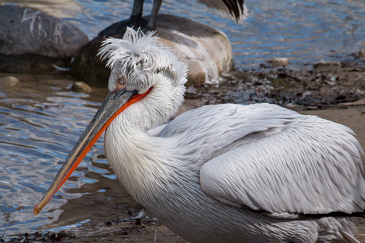 white pelican bird on seashore