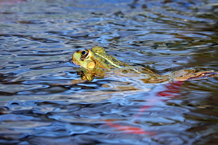 green and yellow frog on body of water