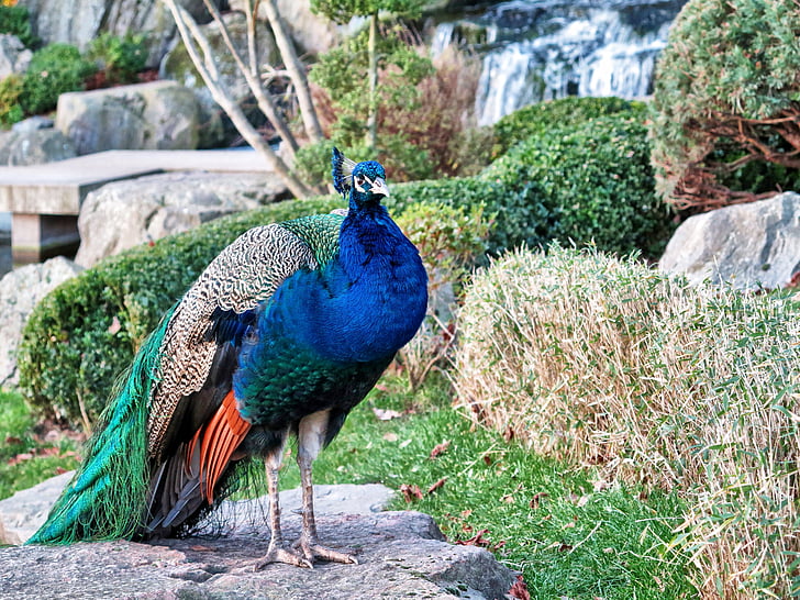 peacock standing on gray boulder beside plant at daytime