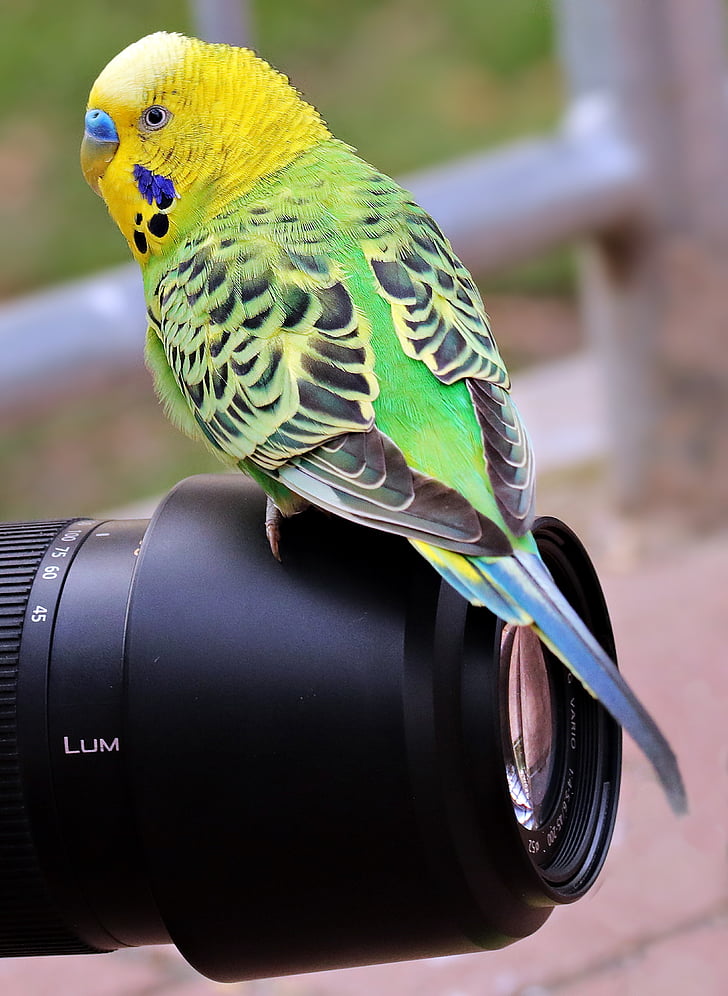 green budgerigar perched on black camera zoom lens