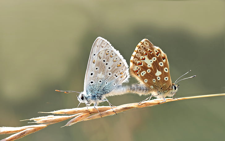 male and female common butterflies